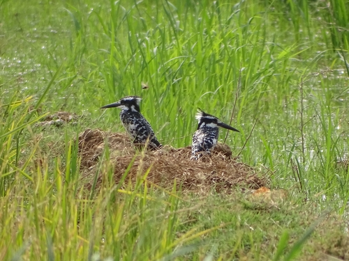 Pied Kingfisher