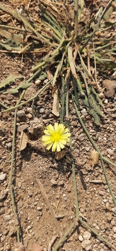 Launaea nudicaulis