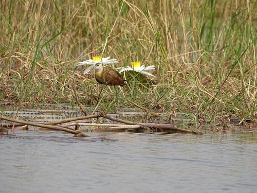 African Jacana