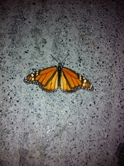 Danaus plexippus