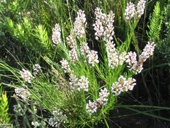 Spatalla racemosa