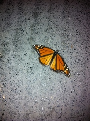 Danaus plexippus