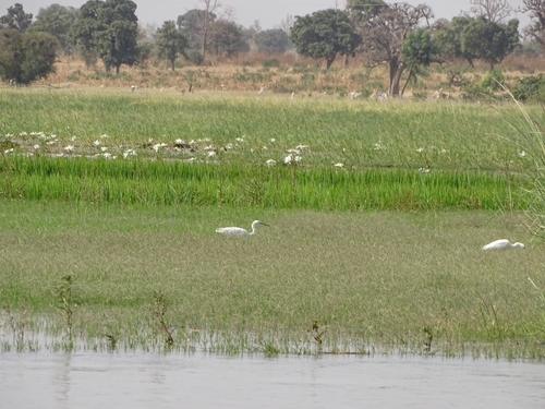 Little Egret