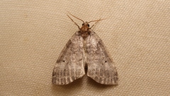 Ochropacha duplaris