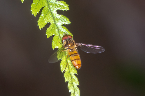 Black-banded Hover Fly photo 3