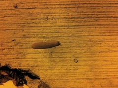 Sarasinula plebeia