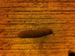 Sarasinula plebeia