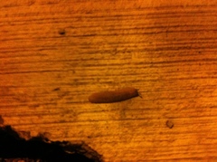 Sarasinula plebeia
