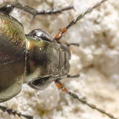 Poecilus kugelanni
