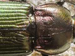 Poecilus kugelanni