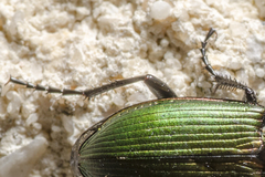 Poecilus kugelanni