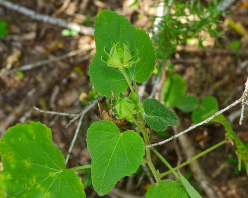 Image of Hibiscus martianus by (c) Michelle W. （鍾偉瑋）, some rights reserved (CC BY)