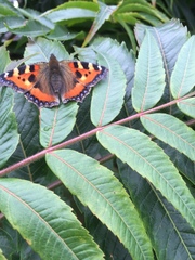 Aglais urticae