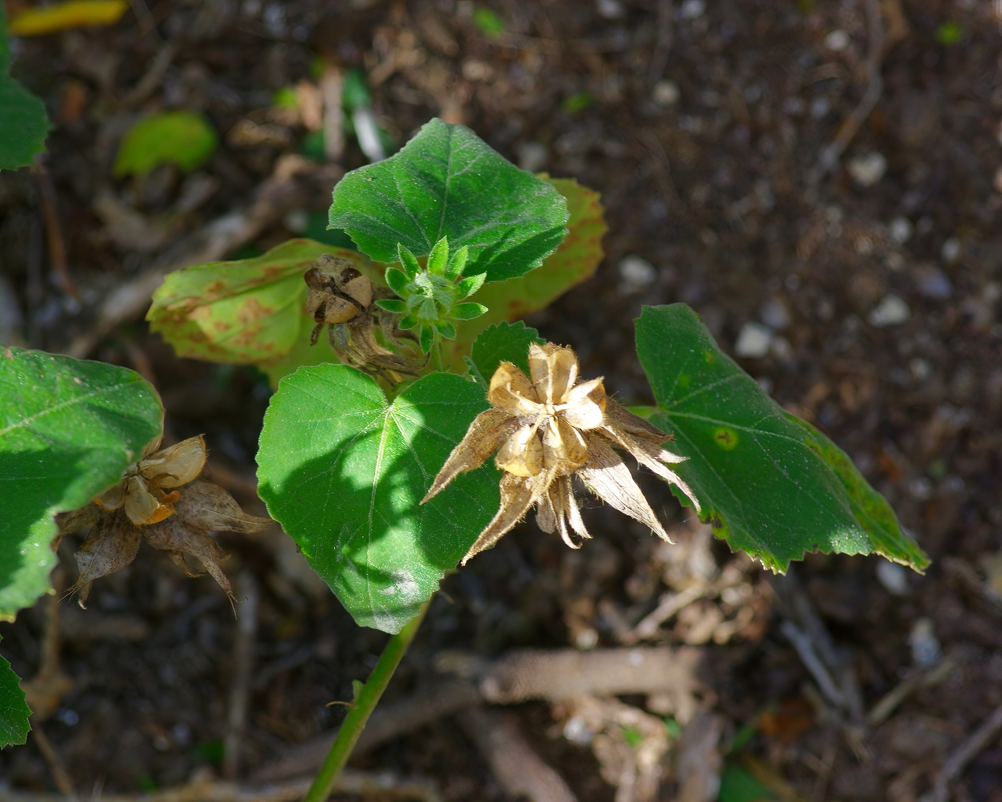 Imagem de Hibisco-da-praia