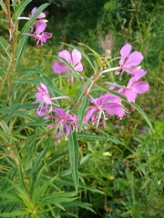 Chamaenerion angustifolium
