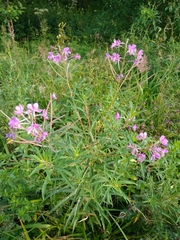 Chamaenerion angustifolium