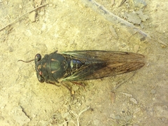 Neotibicen lyricen engelhardti