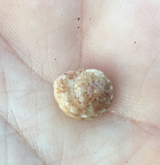 Tegula mariana