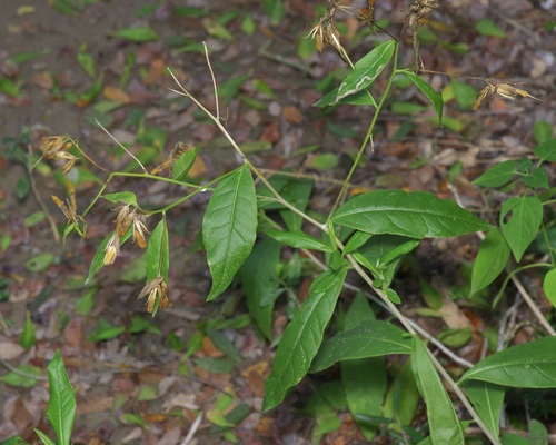 Trixis inula, photograph 5