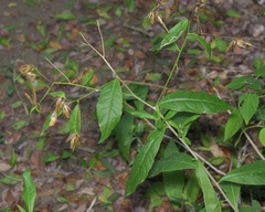 (c) Michelle W. (鍾偉瑋), some rights reserved (CC BY) Trixis inula, photograph (c) Michelle W. (鍾偉瑋), some rights reserved (CC BY)