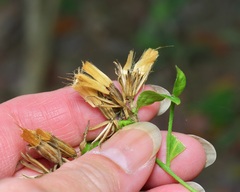 Trixis inula, photograph (c) Michelle W. （鍾偉瑋）, some rights reserved (CC BY)