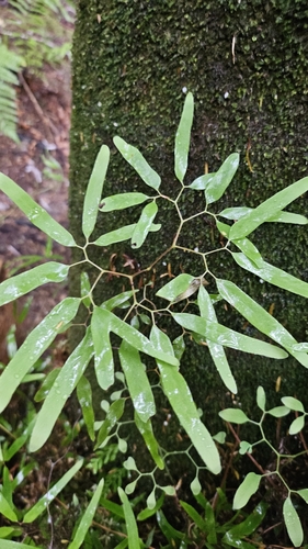 Image of Lygodium articulatum by no rights reserved