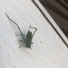 Microcentrum californicum