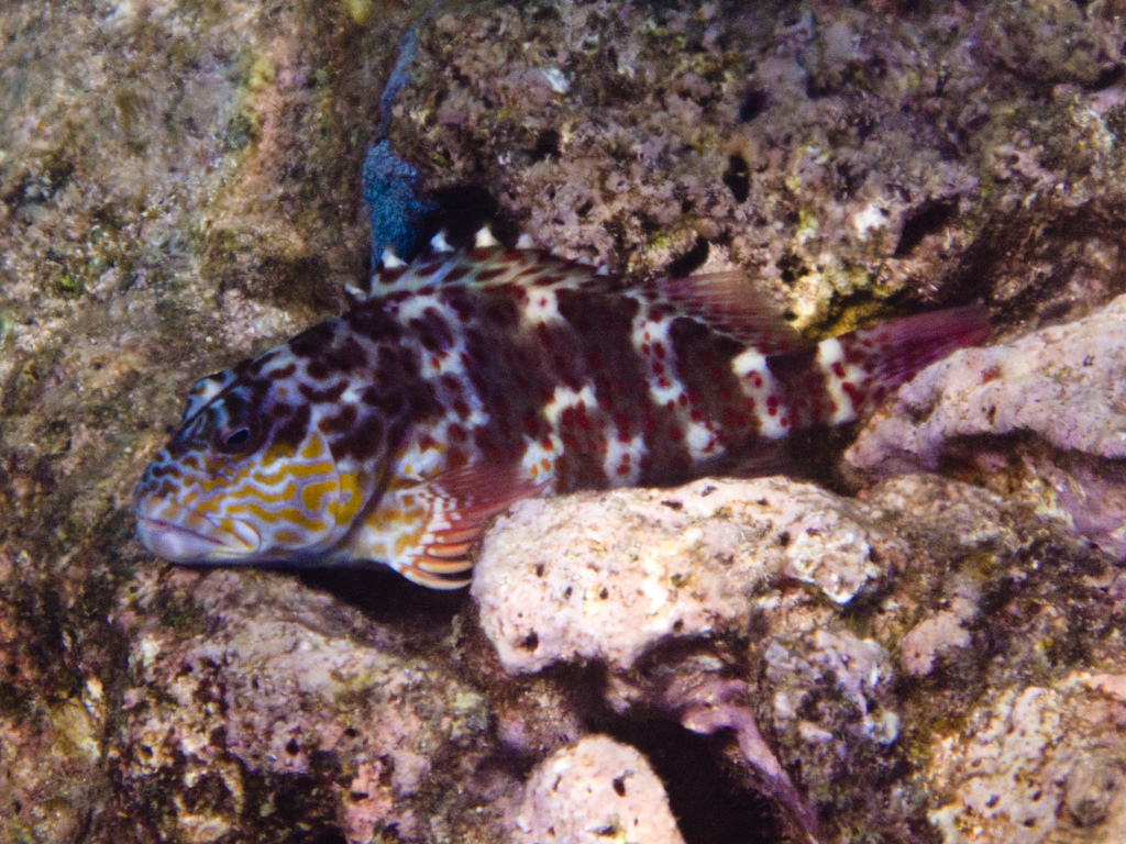 Stocky hawkfish