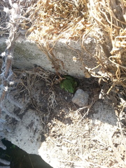 Pelophylax bedriagae