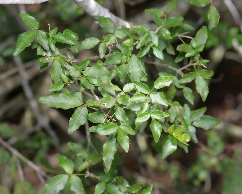 Image of Amyris texana by (c) Michelle W. （鍾偉瑋）, some rights reserved (CC BY)