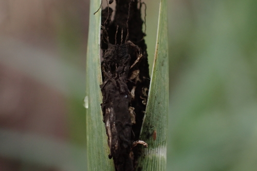 Anthracocystis formosana observed 2025-01-20