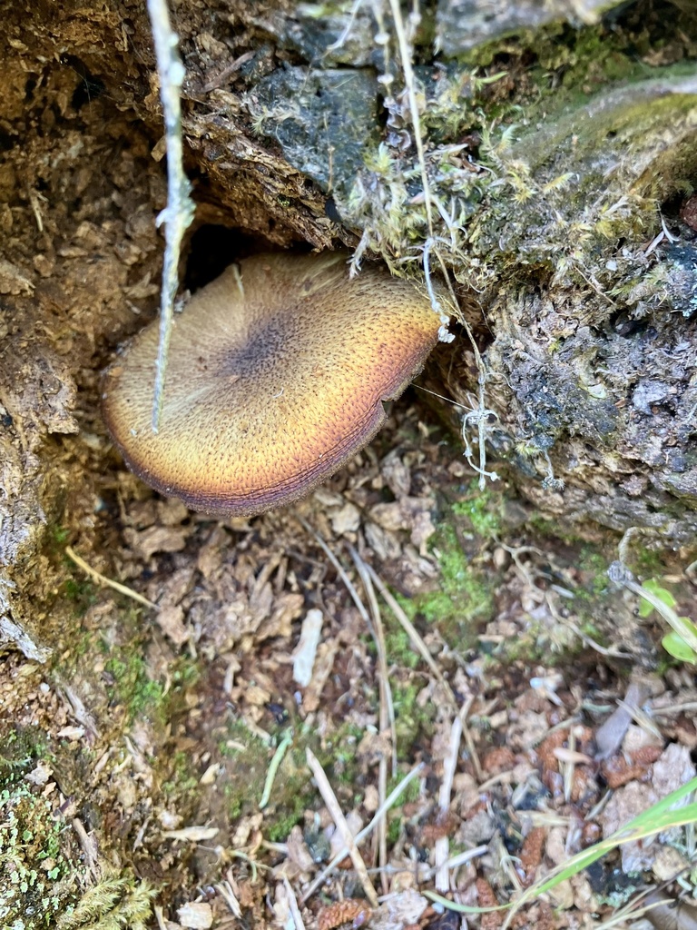 Tricholomopsis ornaticeps · January 2025 · photo: © bihnz (iNaturalist, cc-by)