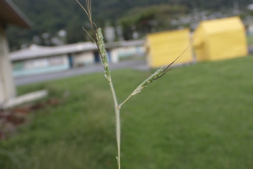 Dichanthium aristatum observed 2025-01-20
