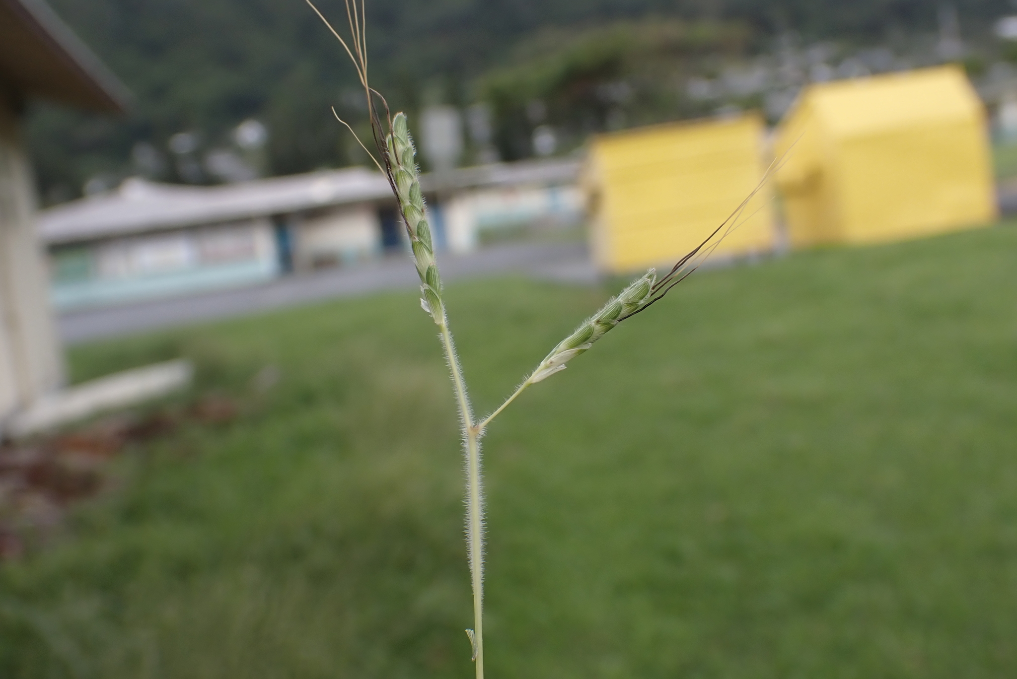 Imagem de Capim-aristida