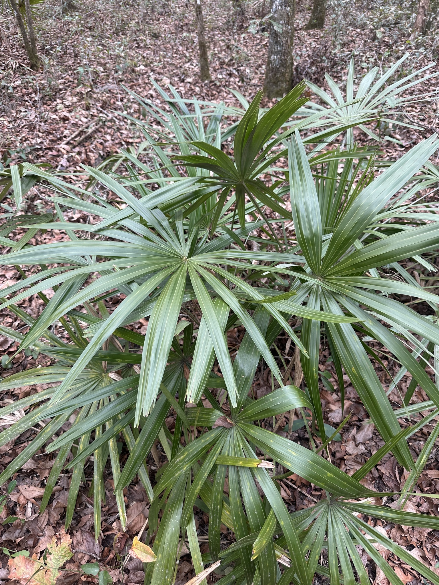 Imagem de Palmeira-agulha
