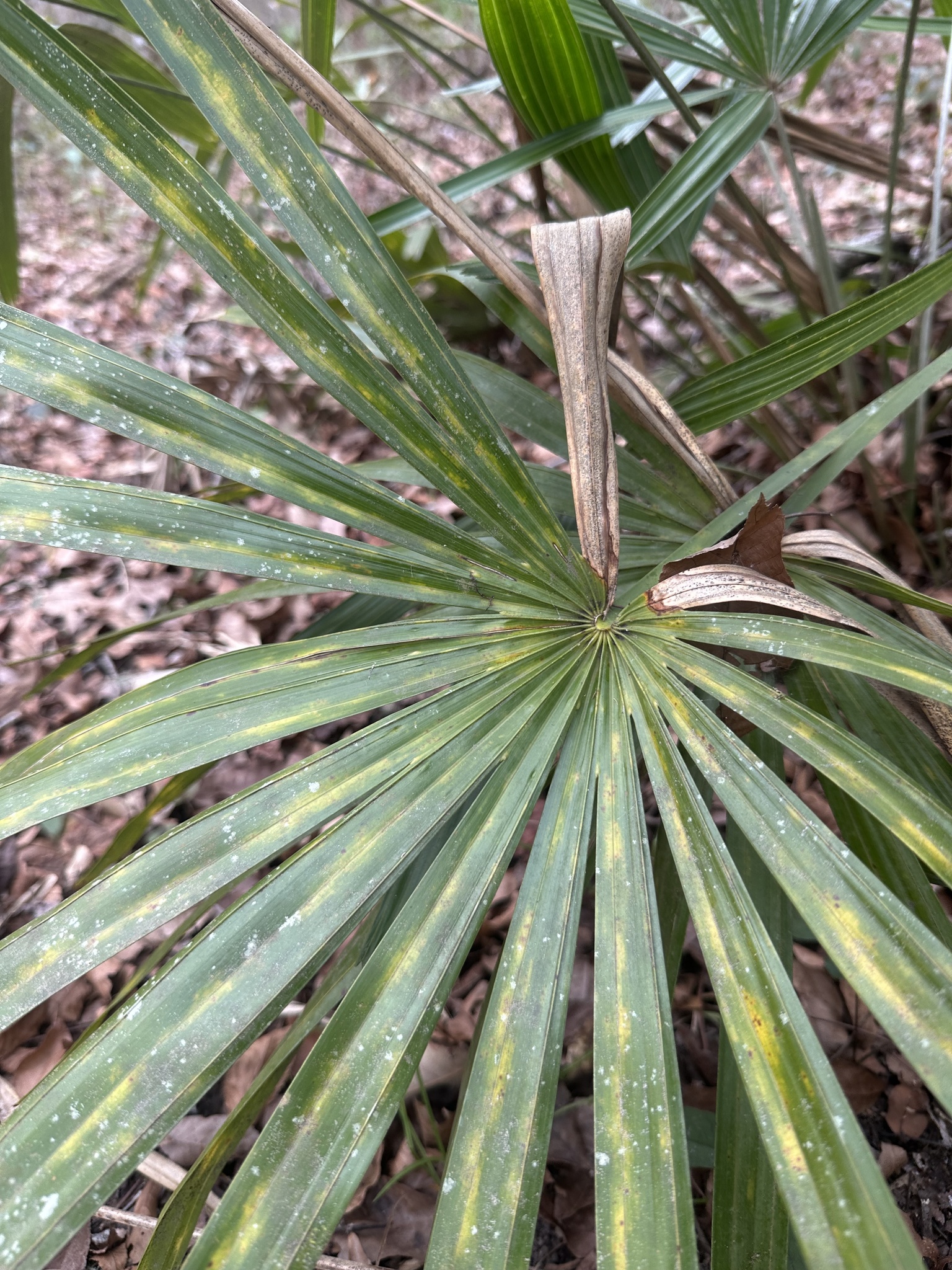 Imagem de Palmeira-agulha