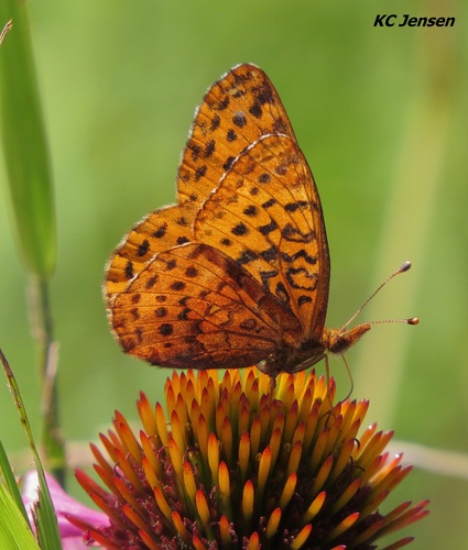 Meadow Fritillary
