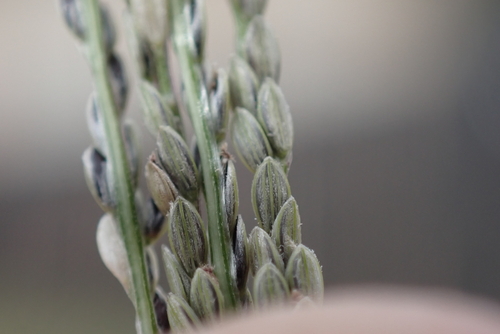 Digitaria stricta observed 2025-01-20