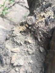 Trypoxylon collinum rubrocinctum