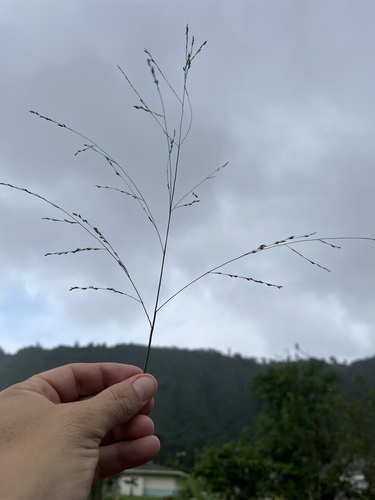 Foto de Capim-camalote