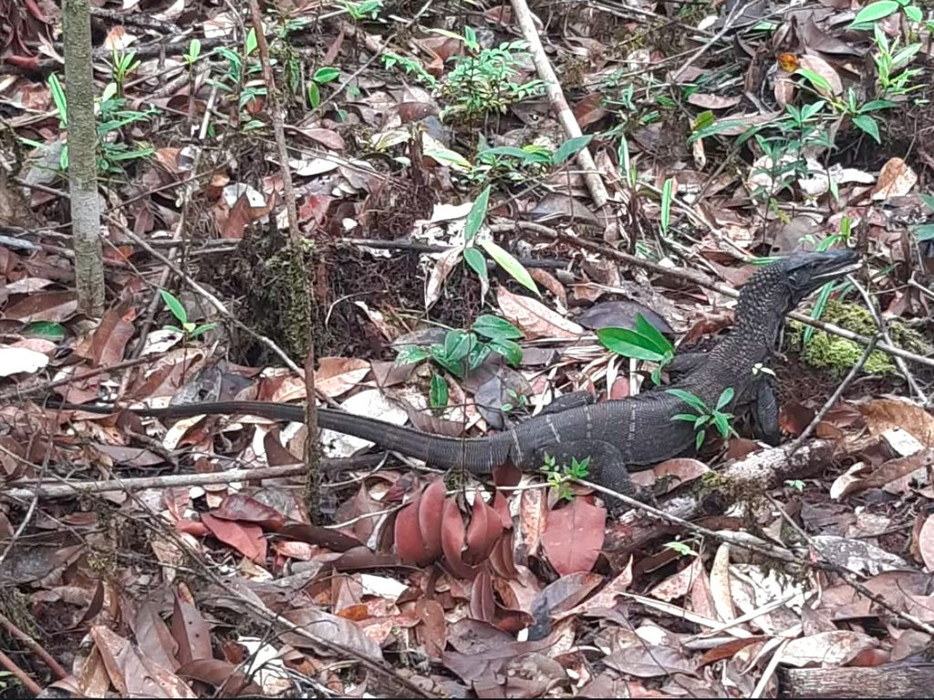 Roughneck Monitor (Varanus rudicollis)