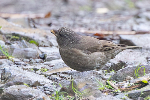 iNaturalist image