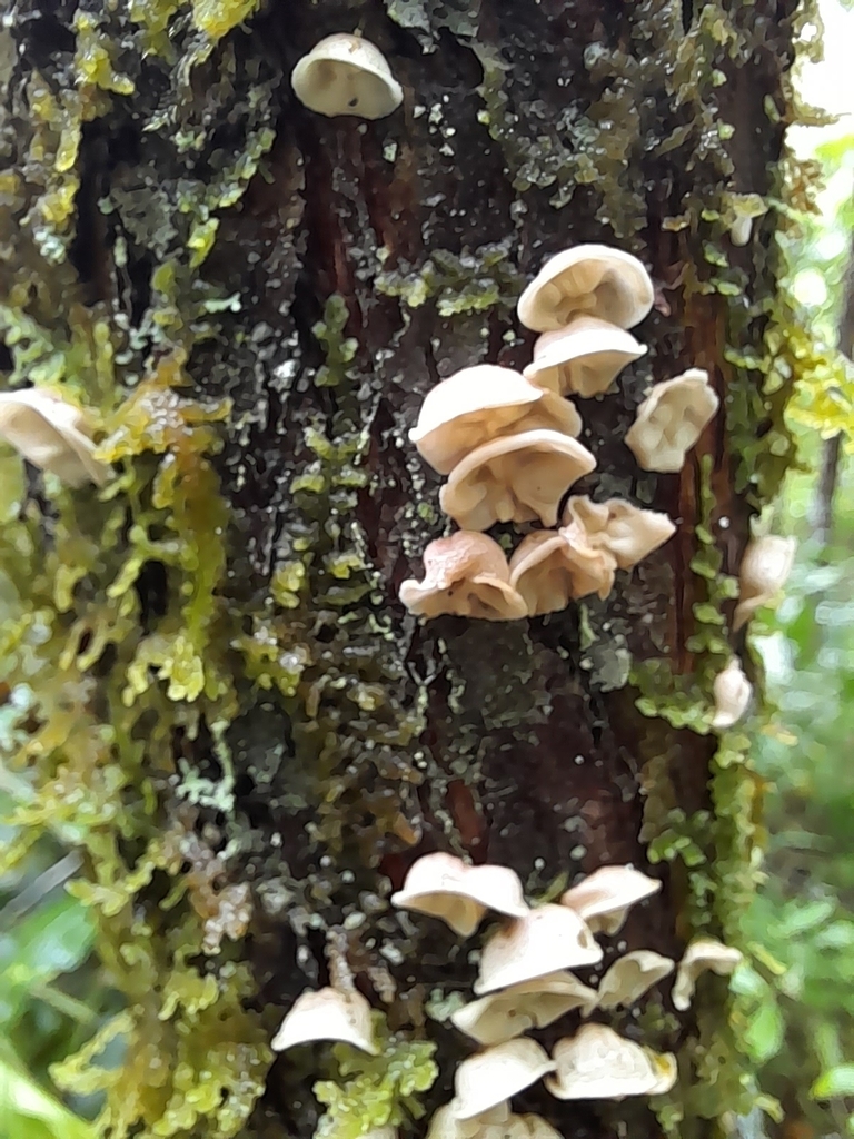 Calyptella totara