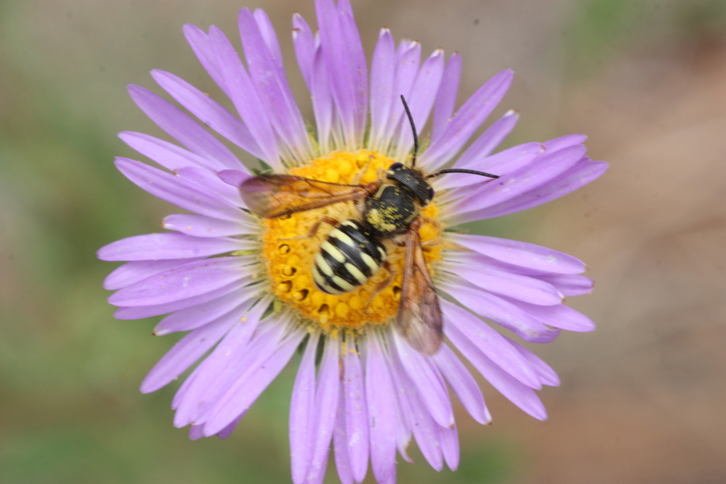 Paranthidium jugatorium perpictum