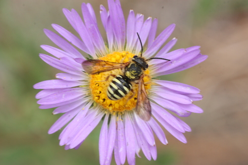 Paranthidium jugatorium perpictum