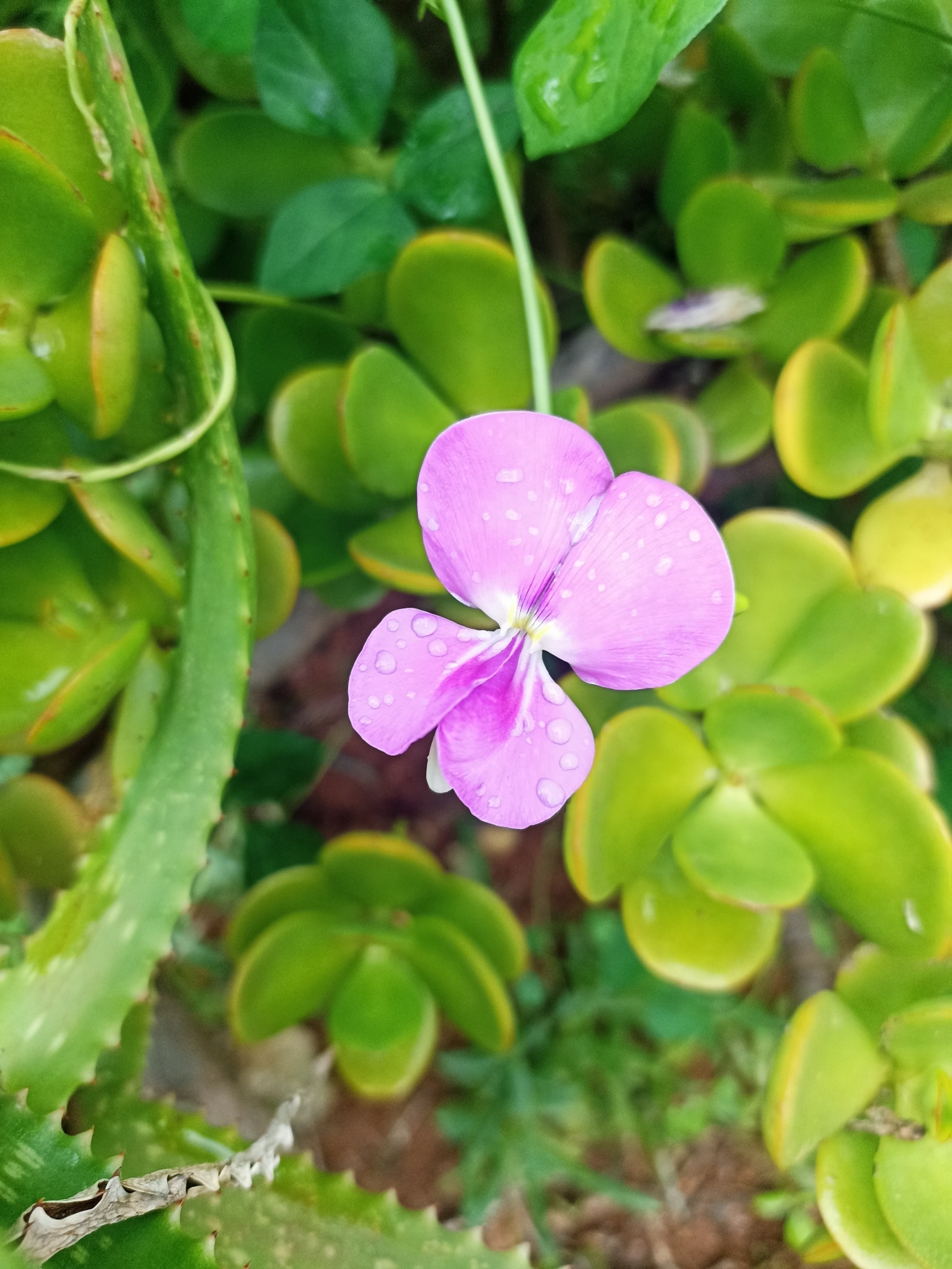 Imagem de Feijão-caupi