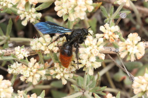 Fire-tailed Scoliid Wasp