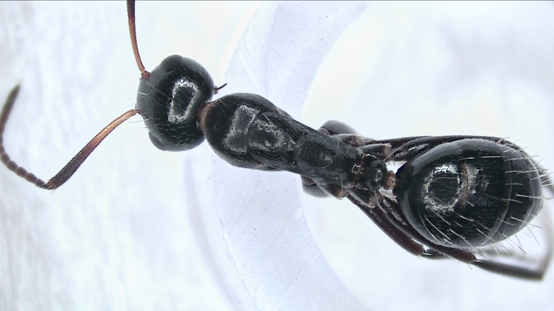 Camponotus bedoti