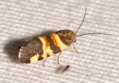Spragueia funeralis