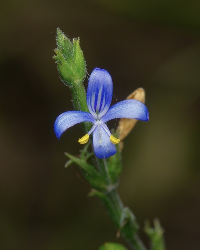 Carlowrightia parviflora, photograph 5